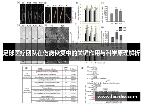 足球医疗团队在伤病恢复中的关键作用与科学原理解析